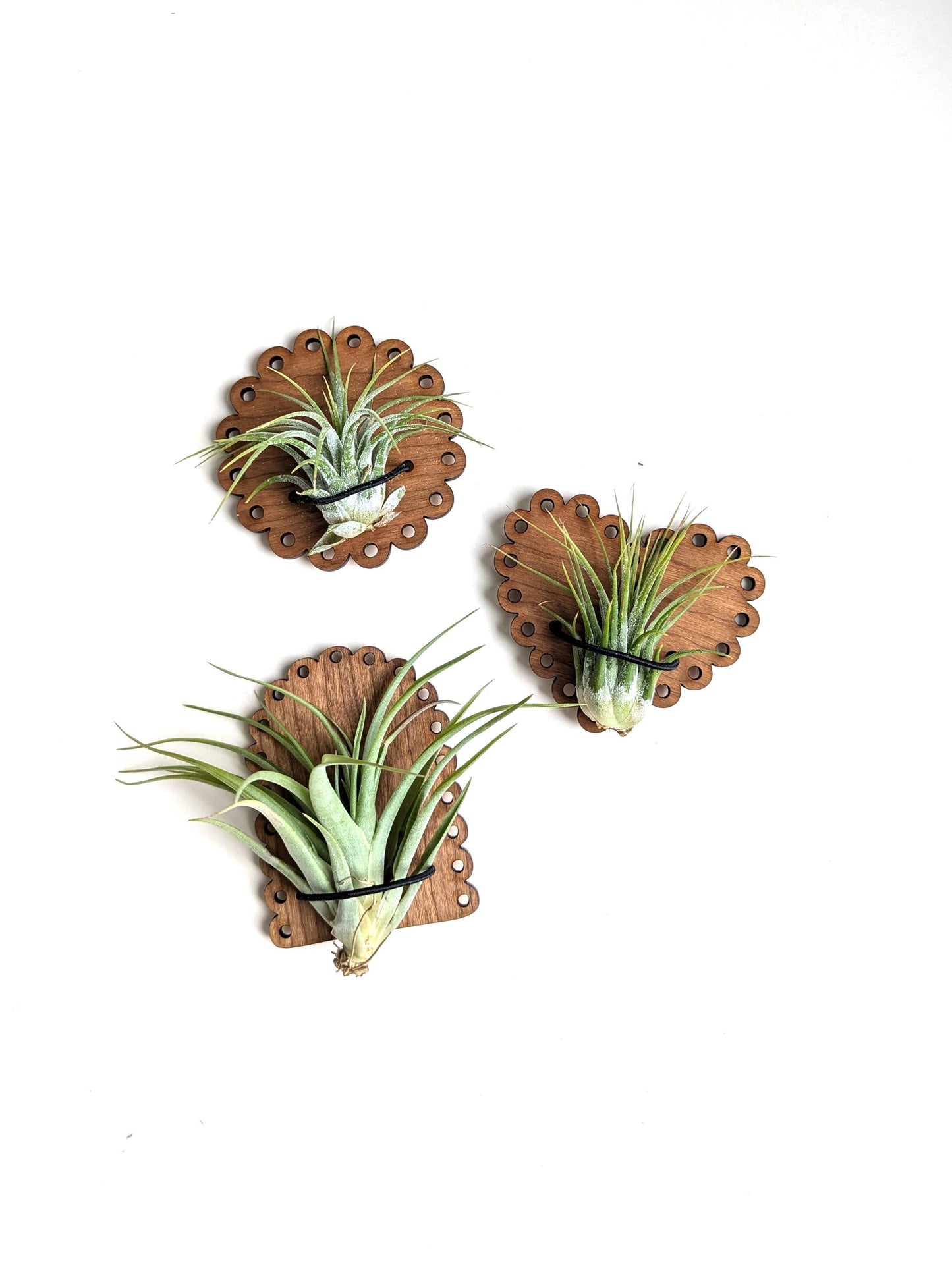 Air Plant Magnet - Wood Magnets with Scalloped Edge: With plant / Heart